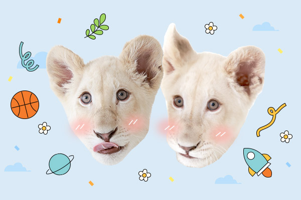 백사자 남매 루나루카의 야외 산책나들이